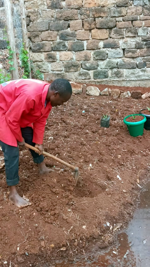 Grass planting and chicken fencing in Ngong Matasia