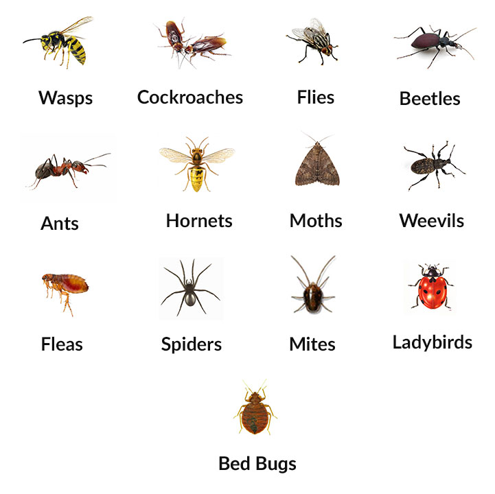 insects